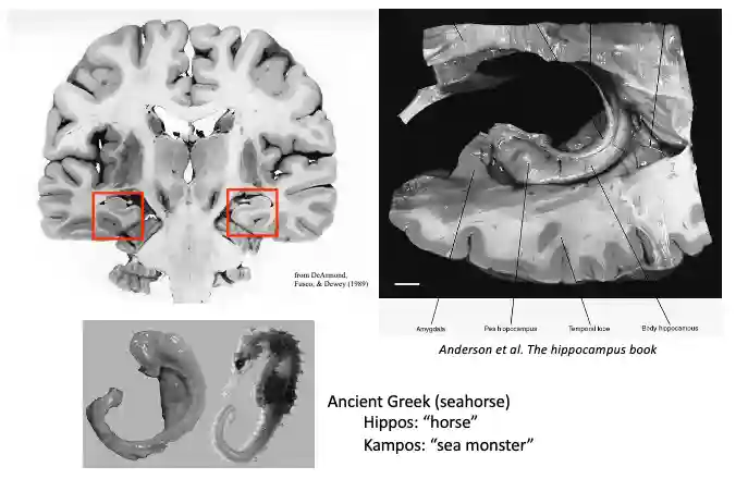Memory in Human Brain-20250816123855004